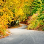 A long winding road through trees covered with autumn foliage