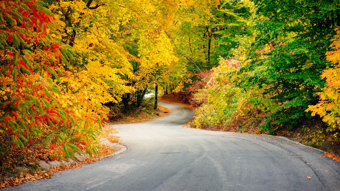 A long winding road through trees covered with autumn foliage